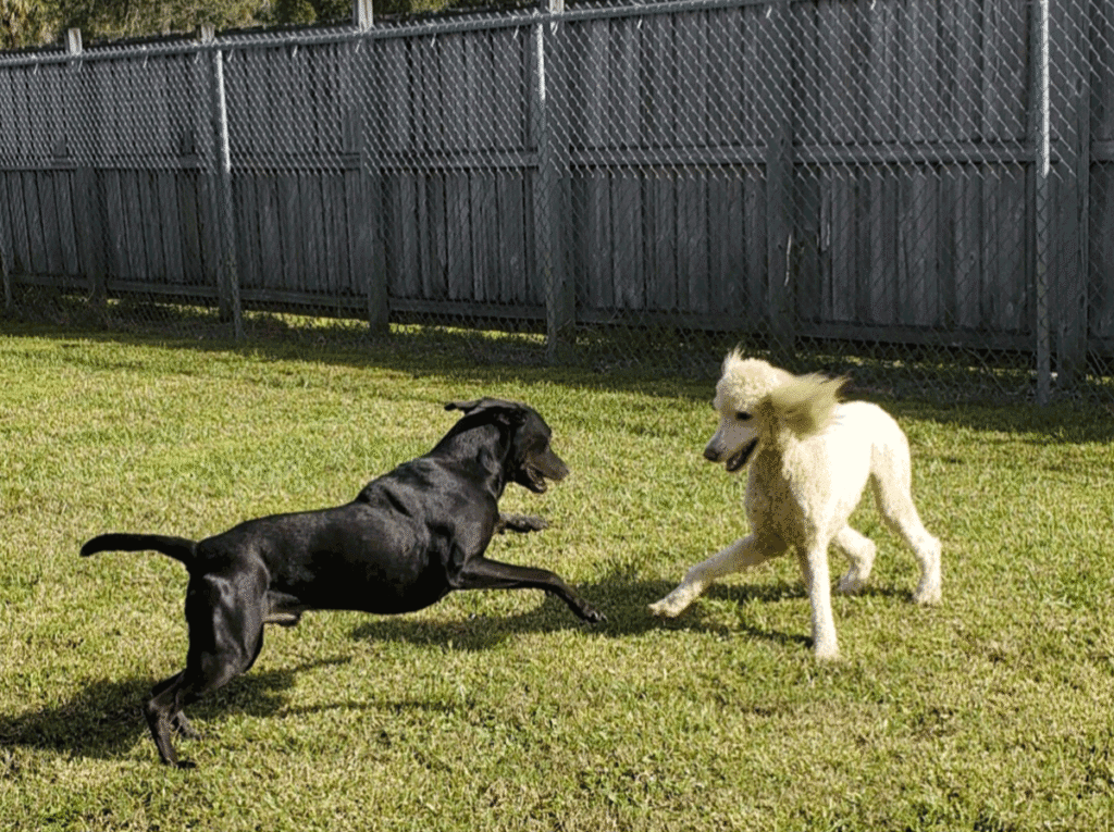 dog daycare