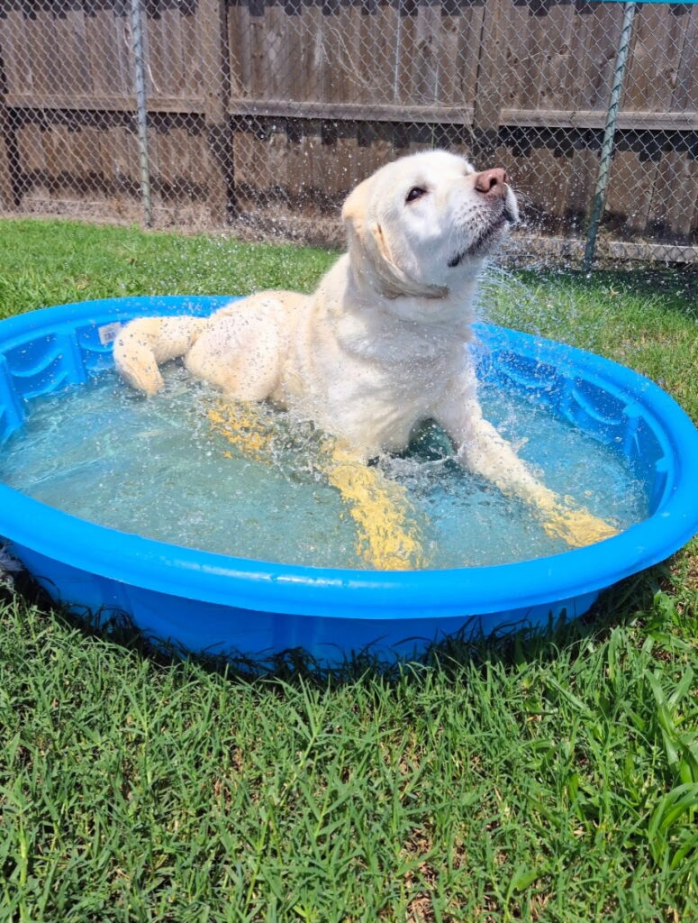 dog daycare