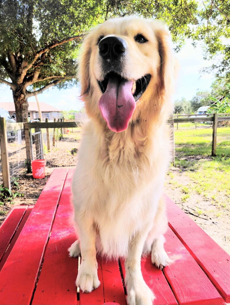 doggy daycare