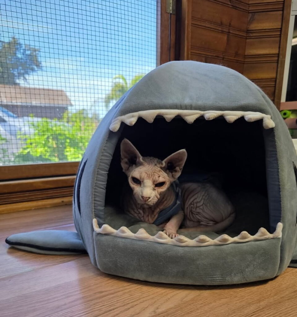 pick up and delivery for pet boarding