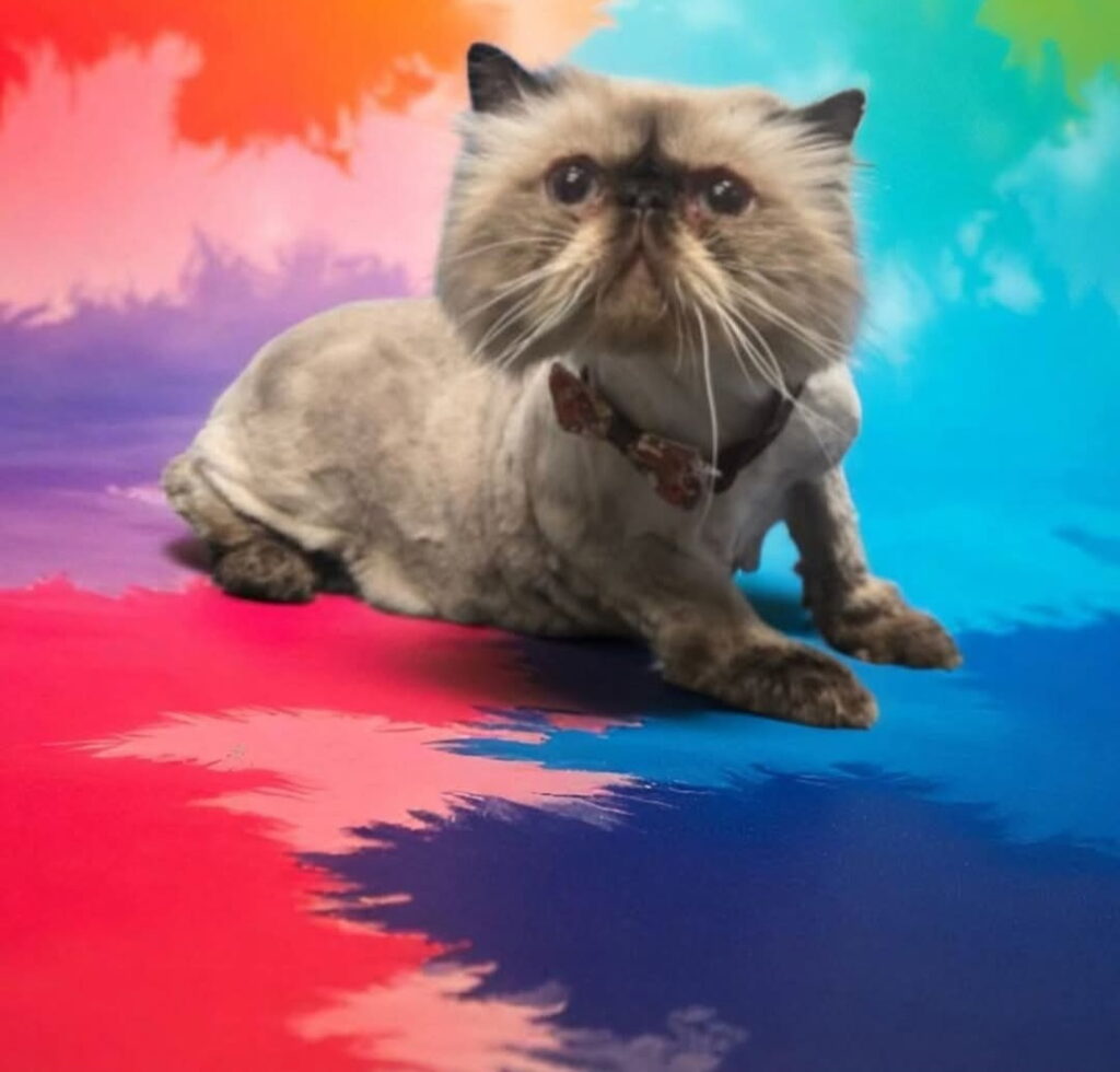 cat grooming