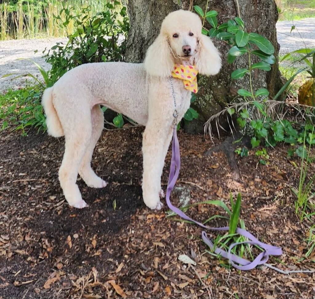 DOG GROOMING IN ENGLEWOOD