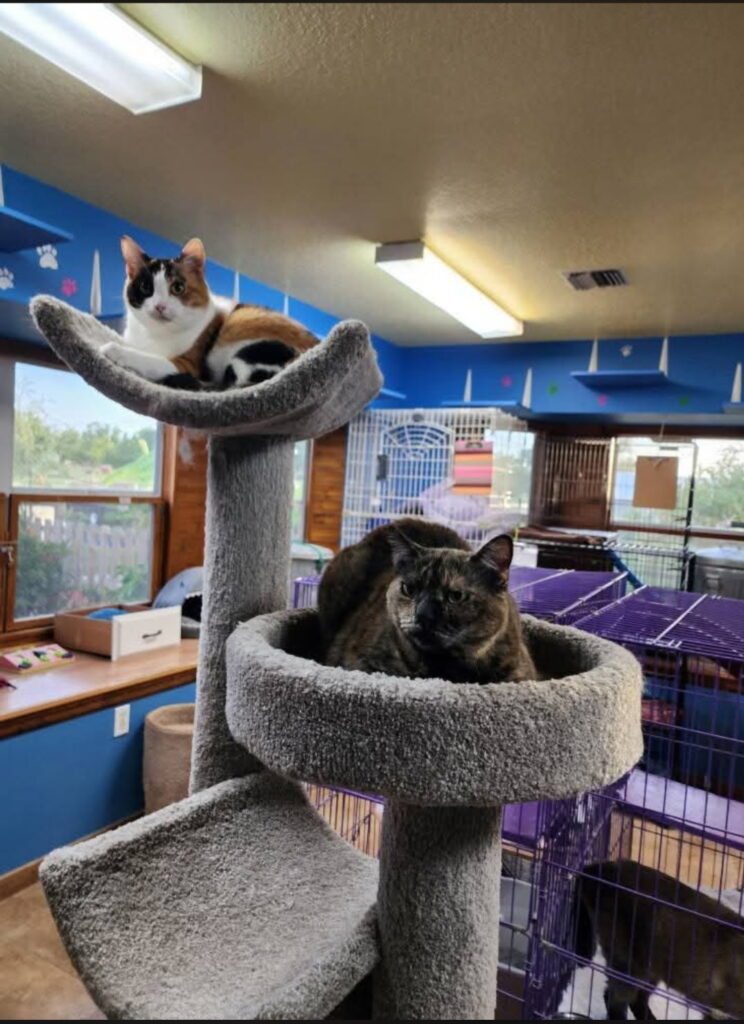 cat boarding