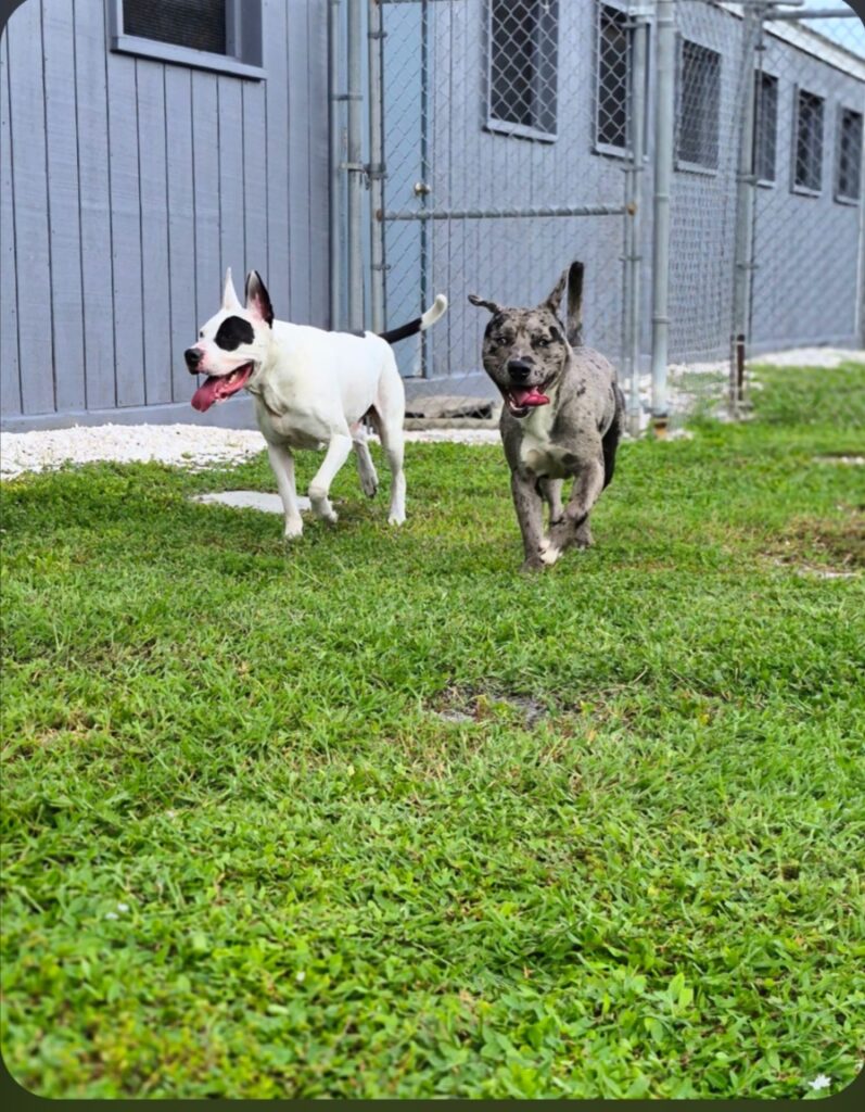 dog boarding