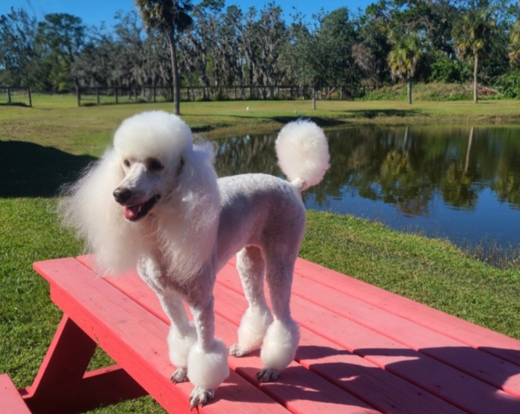 dog grooming