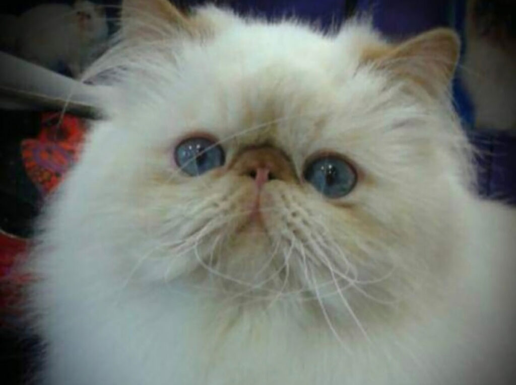 grooming-cat